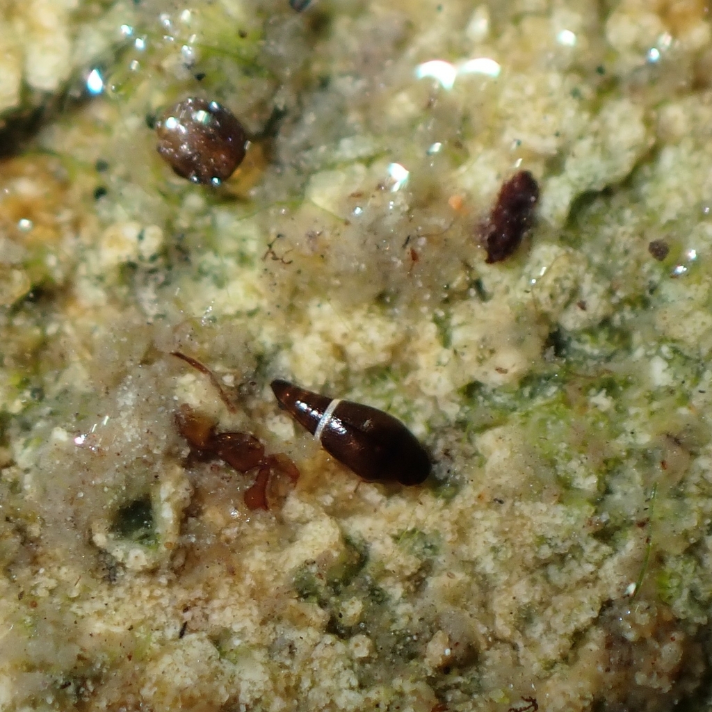 Hydroscapha Hydroscapha takahashii in August 2023 by Yui Hong Chiu · iNaturalist