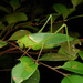Psyrana yaeyamaensis iriomoteana - Photo (c) orthoptera-jp, some rights reserved (CC BY-NC), uploaded by orthoptera-jp