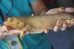 Pogona
