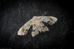 Holocryptis phasianura
