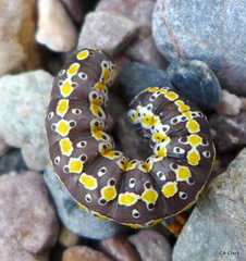 Sympistis perscripta