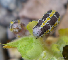 Sympistis perscripta