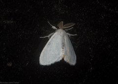 Euproctis panabra