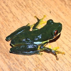 Schmidt's Mountain Brook Frog photo 4