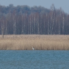 Ardea alba