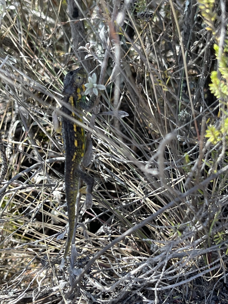 Mount Kenya Dwarf Chameleon