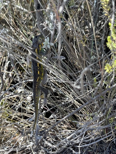 Mt Kenya side-striped chameleon, Trioceros schubotzi