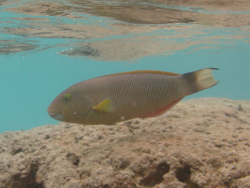 Thalassoma ballieui