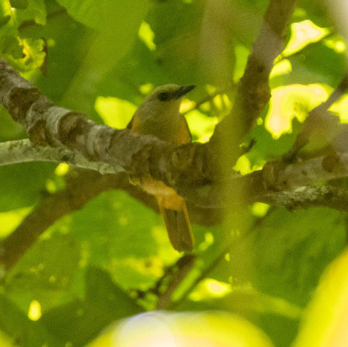 Raja Ampat Pitohui (Pitohui cerviniventris), photo 4