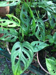 Monstera obliqua