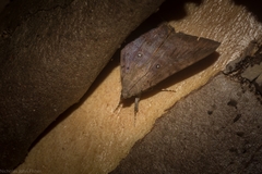 Oxyodes tricolor