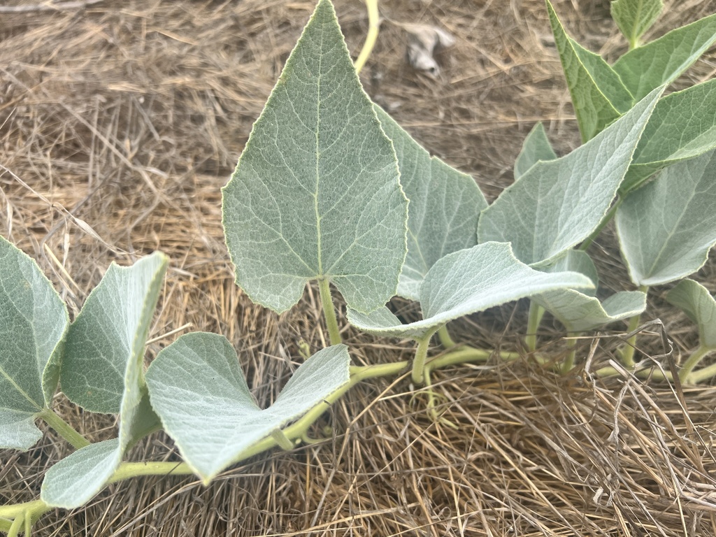 Buffalo Gourd from San Luis Obispo County, CA, USA on September 2, 2023 ...