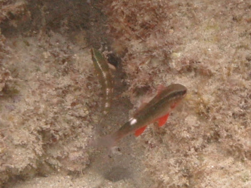 Parupeneus porphyreus