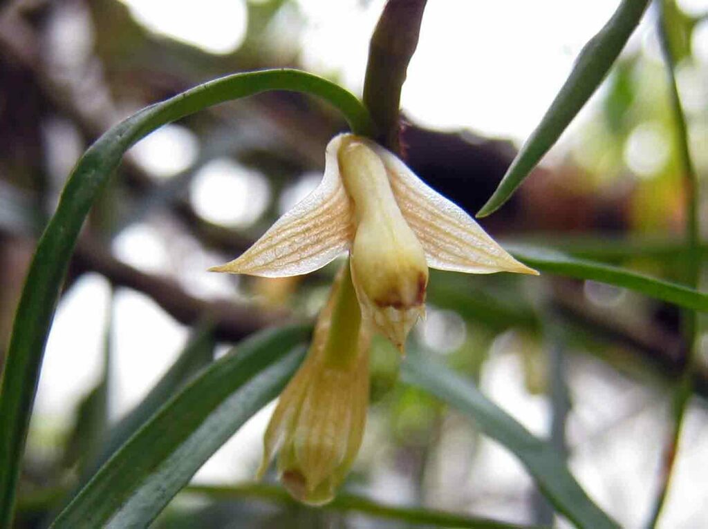 Dendrobium pachyglossum C.S.P.Parish & Rchb.f.
