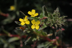 Camissoniopsis intermedia