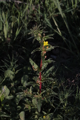 Camissoniopsis intermedia