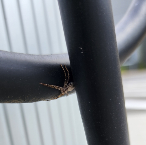 Philodromus spectabilis