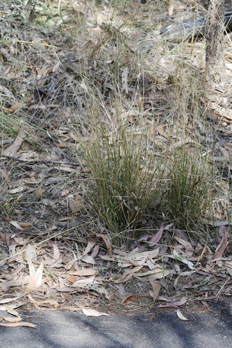 Image of Panicum effusum by (c) Lucas Christofides, some rights reserved (CC BY)