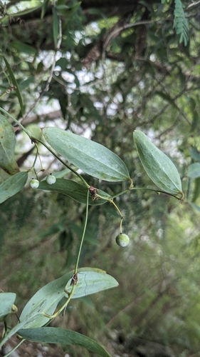 Image of Smilax glabra by (c) Cheng-Te Hsu, some rights reserved (CC BY)