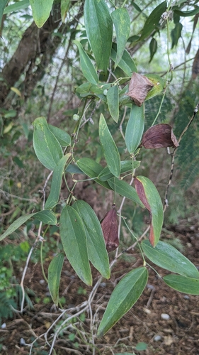 Image of Smilax glabra by (c) Cheng-Te Hsu, some rights reserved (CC BY)