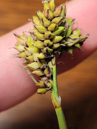 Raynolds' sedge (Carex raynoldsii)