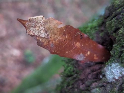 Quercus lancifolia (Quercus lancifolia)
