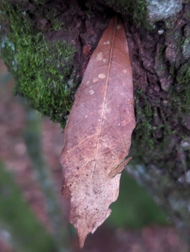 Image of Quercus lancifolia by (c) Alan Rockefeller, some rights reserved (CC BY)
