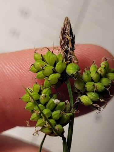 Image of Carex raynoldsii by (c) Konshau Duman, some rights reserved (CC BY)