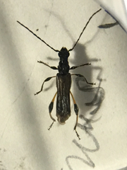 Callimoxys fuscipennis