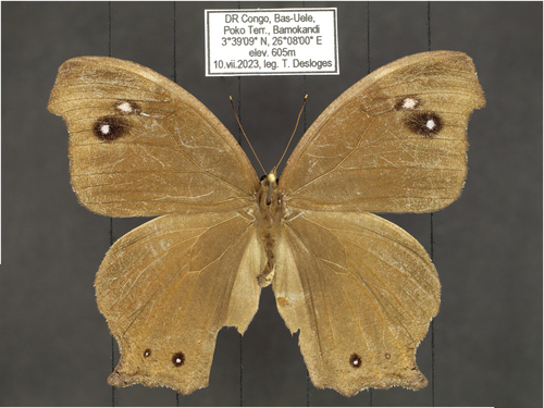 Violet-eyed Evening Brown