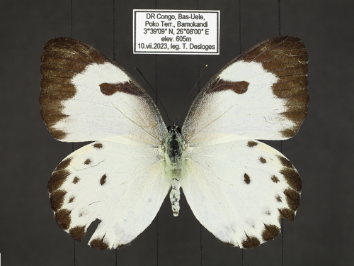 Belenois sudanensis pseudodentigera