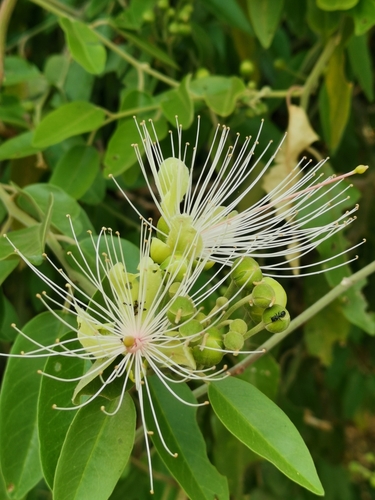 Woolly Caperbush
