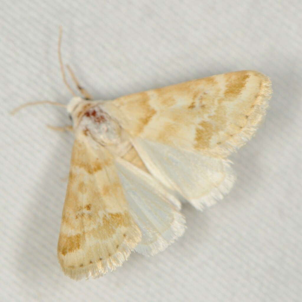 Schinia coercita