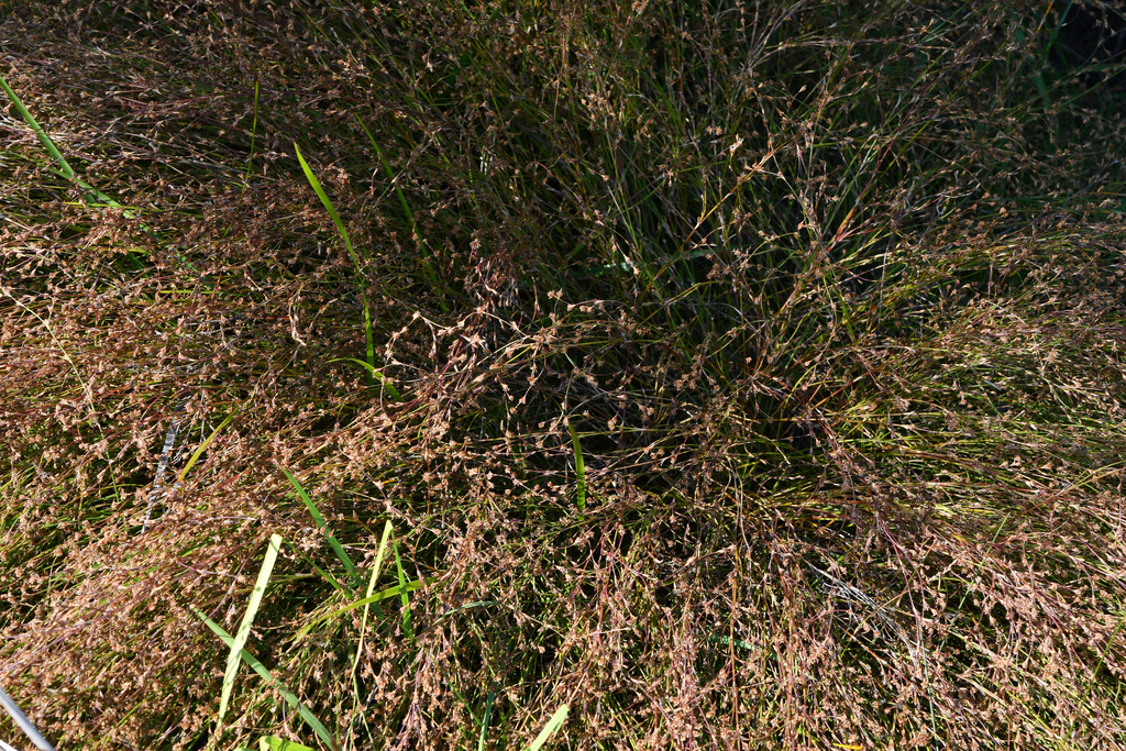 Chordifex dimorphus