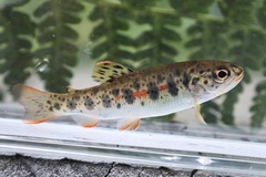 Cutthroat Trout photo 3