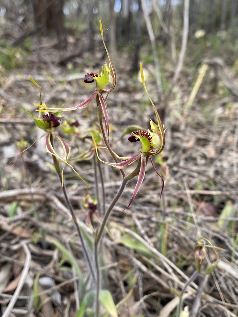 Caladenia septuosa