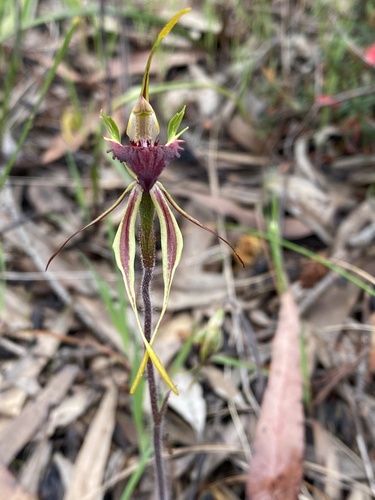 Image of Caladenia septuosa by (c) John Van Den Nouwelant, some rights reserved (CC BY)
