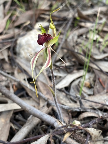 Image of Caladenia septuosa by (c) John Van Den Nouwelant, some rights reserved (CC BY)