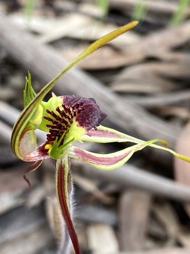 Image of Caladenia septuosa by (c) John Van Den Nouwelant, some rights reserved (CC BY)
