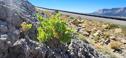 slenderflower saltbush (Atriplex graciliflora)