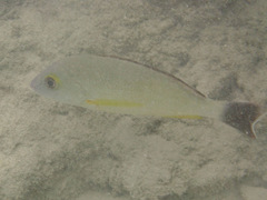 Lutjanus fulvus