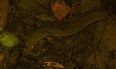 Pacific Shortfinned Eel photo 4