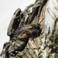 Andrena