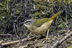 Riverbank Warbler photo 2