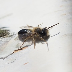 Andrena