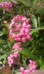 Arachnothryx leucophylla