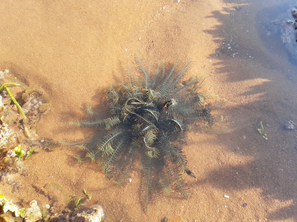 Comaster Comaster multifidus from Port Hedland, WA, Australia on September 4 ...