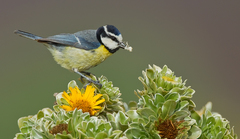 Cyanistes teneriffae