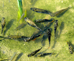 Poecilia mexicana