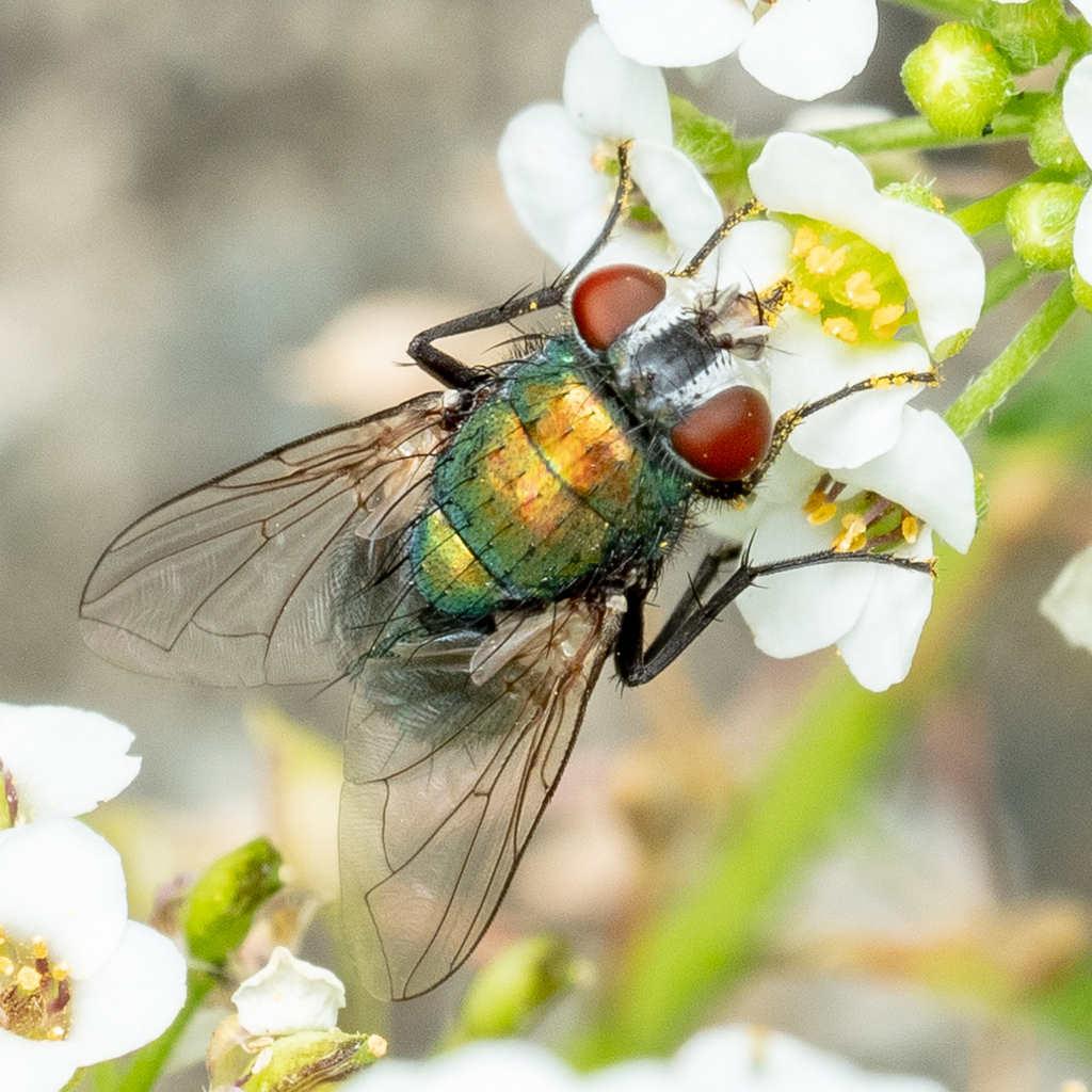 Common European Greenbottle Fly in September 2023 by Alan Yoshioka ...